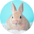rabbit_face_cicle